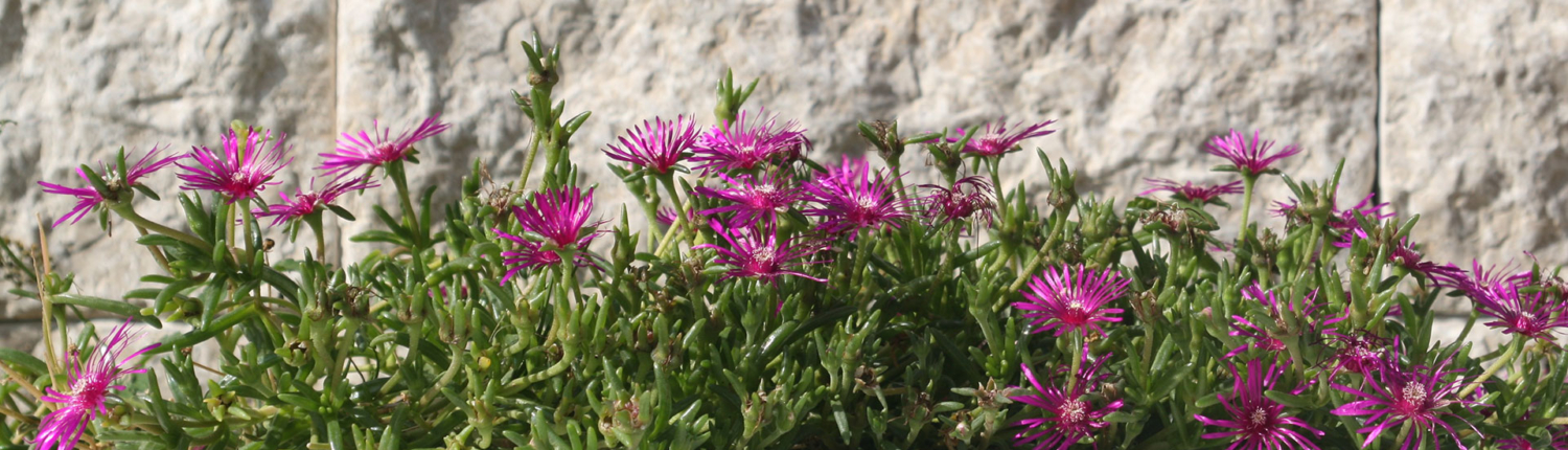 Troesch-Gartenbau-Horgen